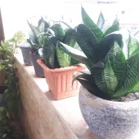 فروش گل طبیعی|گل و گیاه طبیعی|رشت, استقامت ۲|دیوار