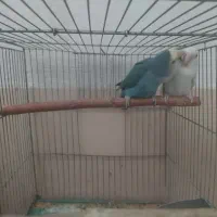 یک جفت کوتوله برزیلی