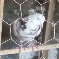کفترگم شده