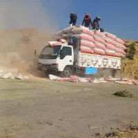 خرید و فروش کاه گندم دیم