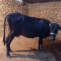 گاو آبستن|حیوانات مزرعه|چرام, |دیوار