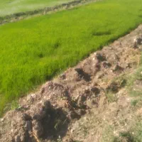 پیش فروش برنج محلی