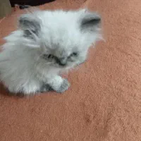 بچه گربه