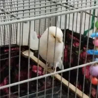 قناری ماده رسمی بلند|پرنده|تهران, باغ خزانه|دیوار