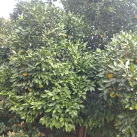 نارنج|حراج|رشت, نیروی دریایی|دیوار