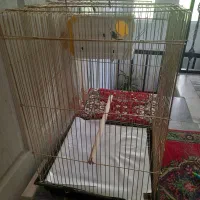 قفس بزرگ طلایی