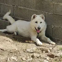 سگ گوسفندی