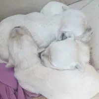 سه عدد توله شیتزو شیری