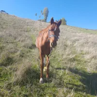 فروش اسب|حیوانات مزرعه|آبش احمد, |دیوار