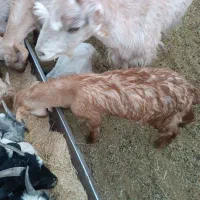 بزغاله الپاین|حیوانات مزرعه|شهرضا, |دیوار