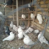 کبوترهای پرشی|پرنده|سراب, |دیوار