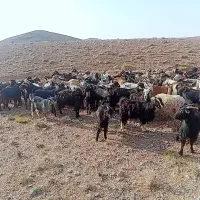 فروش30راس‌‌بز‌‌عراقی‌