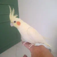 عروس هلندی نر جوان خونگی|پرنده|مشهد, کوثر|دیوار