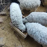 فروش تعدادی بره نر|حیوانات مزرعه|رابر, |دیوار