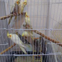 عروس هلندی