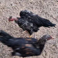 چند عدد جوجه خروس و مرغ دورگ لاری درجه یک|حیوانات مزرعه|تویسرکان, |دیوار