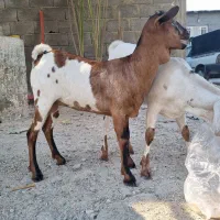 ماده صومال اصل|حیوانات مزرعه|عسلویه, |دیوار