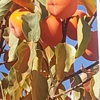 اجاره کوتاه مدت ویلایی یاس|اجارهٔ کوتاهمدت ویلا و باغ|شهمیرزاد, |دیوار