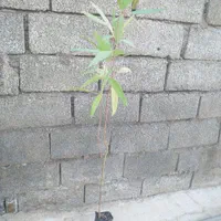 گلخانه|خدمات باغبانی و درختکاری|مسجد سلیمان, |دیوار