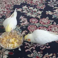 عروس هلندی نرو ماده ده ماهه|پرنده|هشتگرد, خور|دیوار