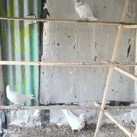 کبوتر|پرنده|زنجان, |دیوار