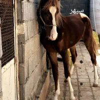 نریون ۲ساله