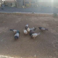 کبوتر طاووسی ساتن زینتی نقش جوجه|پرنده|اصفهان, کشاورزی|دیوار