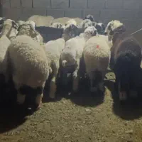 ۲۰ راس بره