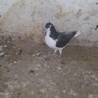 کفتر|پرنده|چناران, |دیوار