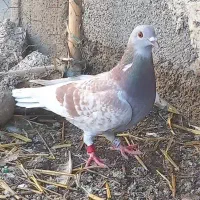کبوتر پلاکی و یه عدد کربلایی