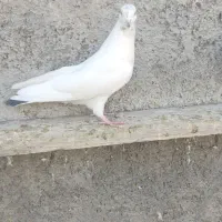 ب شرط پرش|پرنده|فولادشهر, A6|دیوار