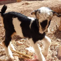 تعدادی بز و بزغاله