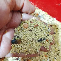 ارزن درشت برای عروس ، کوتوله و...