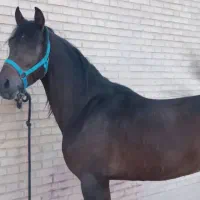 مادیان ونریان عرب خالص ایرانی|اسب و تجهیزات اسب‌سواری|یزد, |دیوار