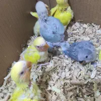 جوجه طوطی کوتوله و عروس هلندی|پرنده|بندرعباس, |دیوار