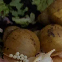 حلزون سوپرمولد تخم گذار ، باکس و خاویار تازه|خزنده|مشهد, شهرآرا|دیوار