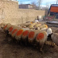 میش بره سنجابی