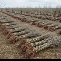 نهالستان سهند