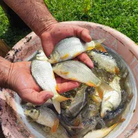 بچه ماهی کپور