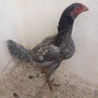 مرغ خروس لاری|حیوانات مزرعه|فامنین, |دیوار