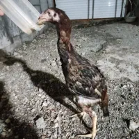 مرغ و خروس لاری