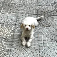 سگ خانگی|سگ|میاندوآب, |دیوار