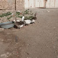 غاز اصیل انزلی