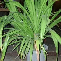 فروش انواع گل