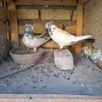 ۴ جفت ارسالی کبوتر