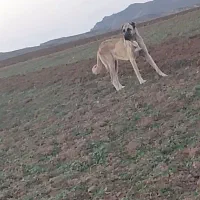 ماده سرابی 11ماهه