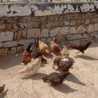 مرغ وخروس کوردی|حیوانات مزرعه|جوانرود, |دیوار