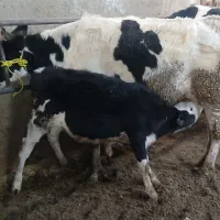 گاو با گوساله