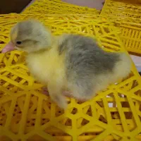 جوجه غاز سه روزِ