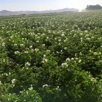 فروش همه نوع ارقام سیب زمینی|عمده‌فروشی|سردرود, |دیوار